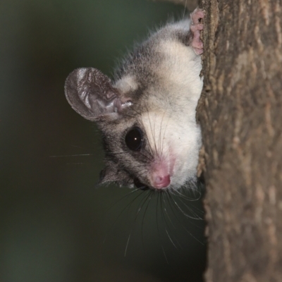 Cercartetus nanus (Eastern Pygmy Possum) at Lower Cotter Catchment - 6 Mar 2021 by TimotheeBonnet