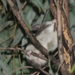 Cercartetus nanus at Uriarra Village, ACT - 6 Mar 2021 09:05 PM