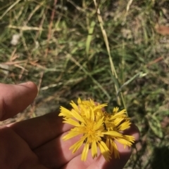 Podolepis decipiens (A Copper-wire Daisy) at Tantangara, NSW - 6 Mar 2021 by Tapirlord