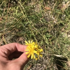 Podolepis decipiens at Tantangara, NSW - 6 Mar 2021