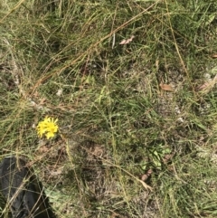 Podolepis decipiens at Tantangara, NSW - 6 Mar 2021