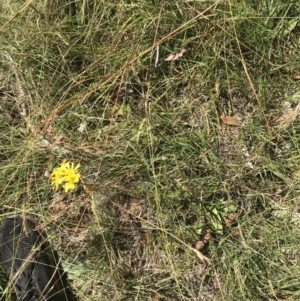 Podolepis decipiens at Tantangara, NSW - 6 Mar 2021