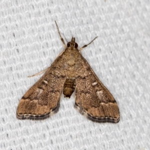 Nacoleia rhoeoalis at Melba, ACT - 6 Mar 2021 01:01 PM