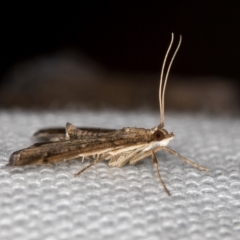 Nacoleia rhoeoalis at Melba, ACT - 6 Mar 2021