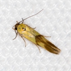 Stathmopoda crocophanes (Yellow Stathmopoda Moth) at Melba, ACT - 6 Mar 2021 by Bron