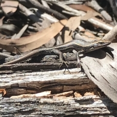 Pseudemoia spenceri (Spencer's Skink) at Tantangara, NSW - 6 Mar 2021 by Tapirlord