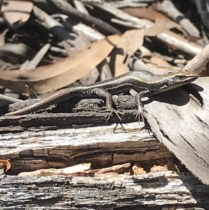 Pseudemoia spenceri at Tantangara, NSW - 6 Mar 2021