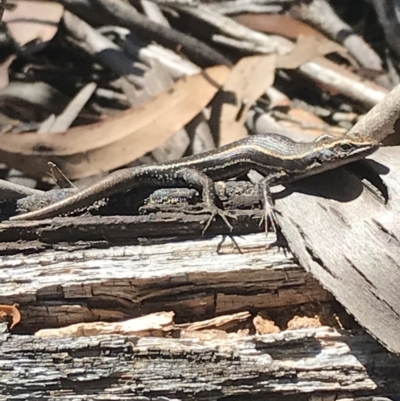 Pseudemoia spenceri (Spencer's Skink) at Kosciuszko National Park - 6 Mar 2021 by Tapirlord