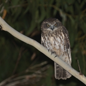 Ninox boobook at Cotter River, ACT - 6 Mar 2021