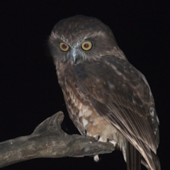 Ninox boobook at Cotter River, ACT - 6 Mar 2021