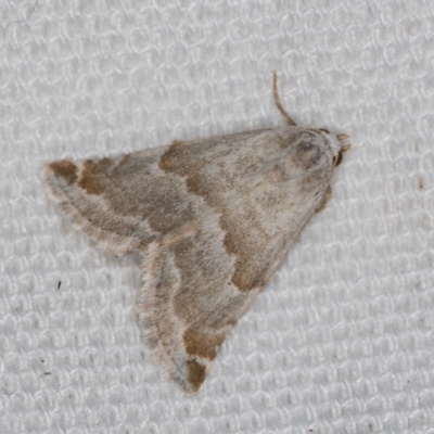 Eublemma amoena (Crown Moth) - 1 Jan 1900 by Bron