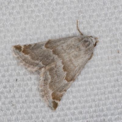 Acontiinae provisional species 1 at Melba, ACT - 6 Mar 2021 by Bron