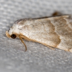 Acontiinae provisional species 1 at Melba, ACT - 6 Mar 2021