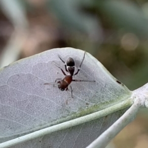 Myrmarachne sp. (genus) at Murrumbateman, NSW - 7 Mar 2021 05:03 PM