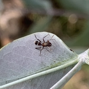 Myrmarachne sp. (genus) at Murrumbateman, NSW - 7 Mar 2021 05:03 PM