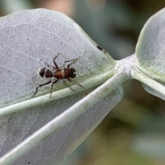 Myrmarachne sp. (genus) at Murrumbateman, NSW - 7 Mar 2021