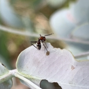 Myrmarachne sp. (genus) at Murrumbateman, NSW - 7 Mar 2021 05:03 PM