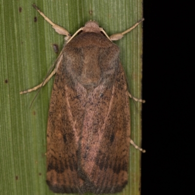 Diarsia intermixta (Chevron Cutworm, Orange Peel Moth.) at Melba, ACT - 6 Mar 2021 by Bron