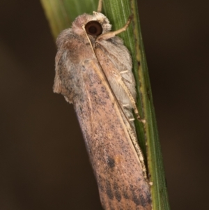 Diarsia intermixta at Melba, ACT - 6 Mar 2021 01:10 PM