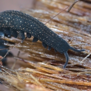 Euperipatoides rowelli at Kindervale, NSW - 21 Feb 2021 05:30 PM