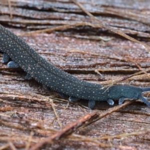 Euperipatoides rowelli at Kindervale, NSW - 21 Feb 2021 05:30 PM