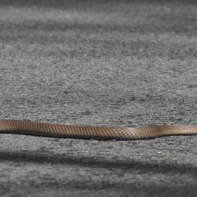 Pseudonaja textilis (Eastern Brown Snake) at Tidbinbilla Nature Reserve - 7 Feb 2021 by TimotheeBonnet