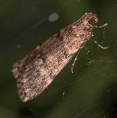 Mimaglossa nauplialis and habitalis at Melba, ACT - 6 Mar 2021 01:14 PM