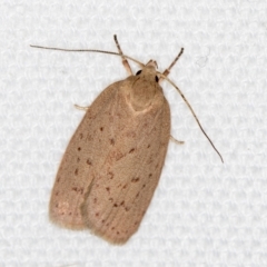 Garrha carnea (A concealer moth) at Melba, ACT - 6 Mar 2021 by Bron