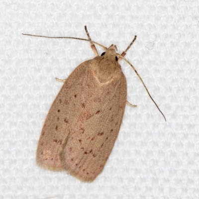 Garrha carnea (A concealer moth) at Melba, ACT - 6 Mar 2021 by Bron