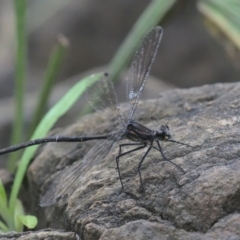 Austroargiolestes calcaris (Powdered Flatwing) at Cotter River, ACT - 1 Jan 2021 by TimotheeBonnet