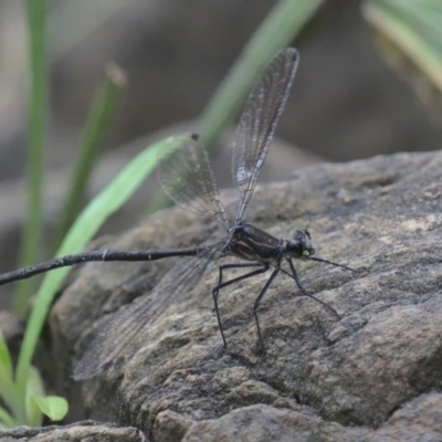 Austroargiolestes calcaris (Powdered Flatwing) at Lower Cotter Catchment - 1 Jan 2021 by TimotheeBonnet