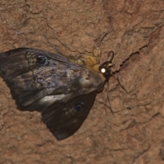 Dasypodia selenophora (Southern old lady moth) at Cotter River, ACT - 6 Mar 2021 by TimotheeBonnet