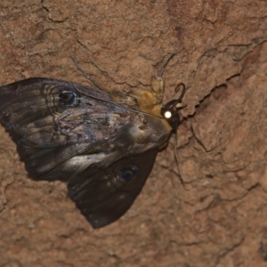 Dasypodia selenophora at Cotter River, ACT - 6 Mar 2021