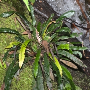 Blechnum patersonii subsp. patersonii at Paddys River, ACT - 7 Feb 2021