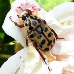 Neorrhina punctata at Crooked Corner, NSW - 6 Mar 2021