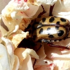 Neorrhina punctata at Crooked Corner, NSW - 6 Mar 2021