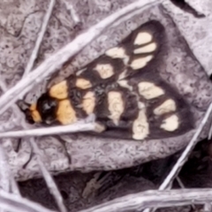 Asura lydia (Lydia Lichen Moth) at Aranda Bushland - 2 Mar 2021 by drakes