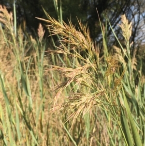 Phragmites australis at Carwoola, NSW - 7 Mar 2021