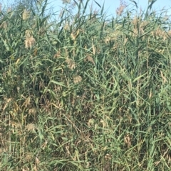 Phragmites australis at Carwoola, NSW - 7 Mar 2021