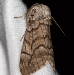 Stibaroma undescribed species at Melba, ACT - 24 Apr 2018 01:39 AM