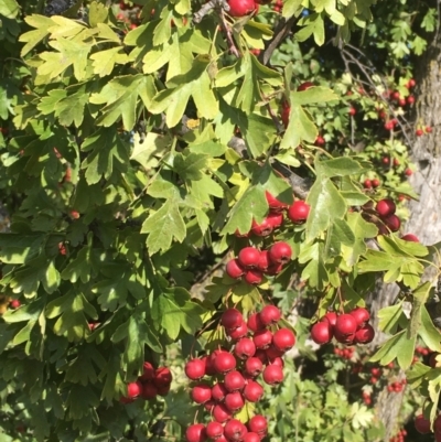 Crataegus monogyna (Hawthorn) at Primrose Valley, NSW - 7 Mar 2021 by JaneR