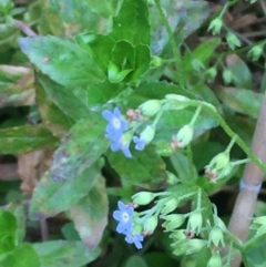 Myosotis laxa subsp. caespitosa (Water Forget-me-not) at Carwoola, NSW - 7 Mar 2021 by JaneR
