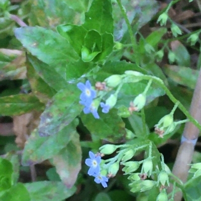 Myosotis laxa subsp. caespitosa (Water Forget-me-not) at Carwoola, NSW - 7 Mar 2021 by JaneR