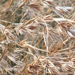 Themeda triandra (Kangaroo Grass) at Carwoola, NSW - 7 Mar 2021 by JaneR