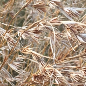 Themeda triandra at Carwoola, NSW - 7 Mar 2021