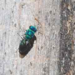 Primeuchroeus sp. (genus) (Cuckoo Wasp) at Paddys River, ACT - 6 Mar 2021 by Harrisi