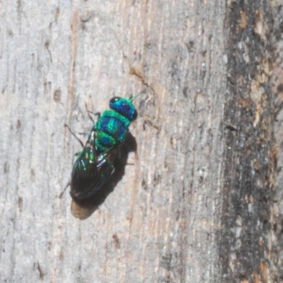 Primeuchroeus sp. (genus) (Cuckoo Wasp) at Tidbinbilla Nature Reserve - 6 Mar 2021 by Harrisi