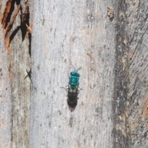 Primeuchroeus sp. (genus) at Tidbinbilla Nature Reserve - 6 Mar 2021