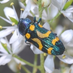 Castiarina flavopicta at Paddys River, ACT - 6 Mar 2021