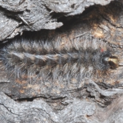 Anthela (genus) immature (Unidentified Anthelid Moth) at Tidbinbilla Nature Reserve - 6 Mar 2021 by Harrisi